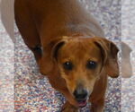 Small #2 Dachshund