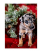 Small Photo #1 Australian Cattle Dog-Catahoula Leopard Dog Mix Puppy For Sale in WELLMAN, IA, USA