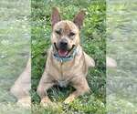 Small #1 Carolina Dog Mix