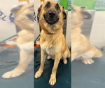 JANE - Female German Shepherd Dog-Unknown Mix Dog for Adoption - Small photo