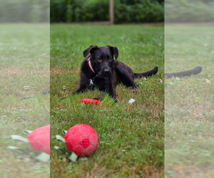Vera~meet me! - Female Labrador Retriever Dog for Adoption - Photo #4