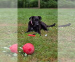 Small Photo #4 Labrador Retriever Puppy For Sale in Southbury, CT, USA