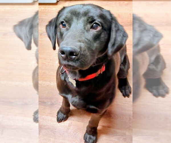 Medium Photo #4 Labrador Retriever-Unknown Mix Puppy For Sale in Boston, MA, USA