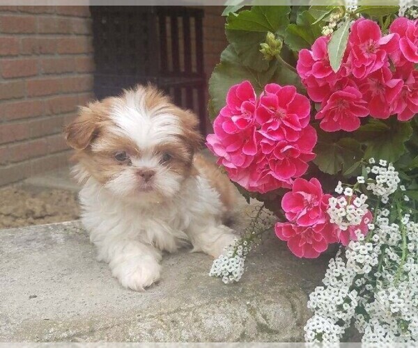 Medium Photo #3 Shih Tzu Puppy For Sale in FREDERICKSBG, OH, USA