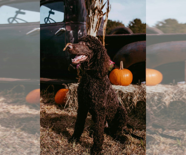 Medium Photo #1 Labradoodle Puppy For Sale in GREER, SC, USA