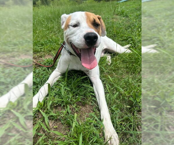 Medium Photo #1 Bulldog-Labrador Retriever Mix Puppy For Sale in Tarrytown, GA, USA