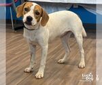 Small #2 Labrador Retriever-Treeing Walker Coonhound Mix