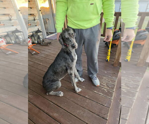 Medium Photo #8 Great Dane Puppy For Sale in Bullard, TX, USA