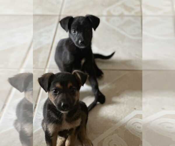 Medium Photo #2 Labrador Retriever-Unknown Mix Puppy For Sale in San Diego, CA, USA