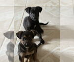Small #1 Labrador Retriever Mix