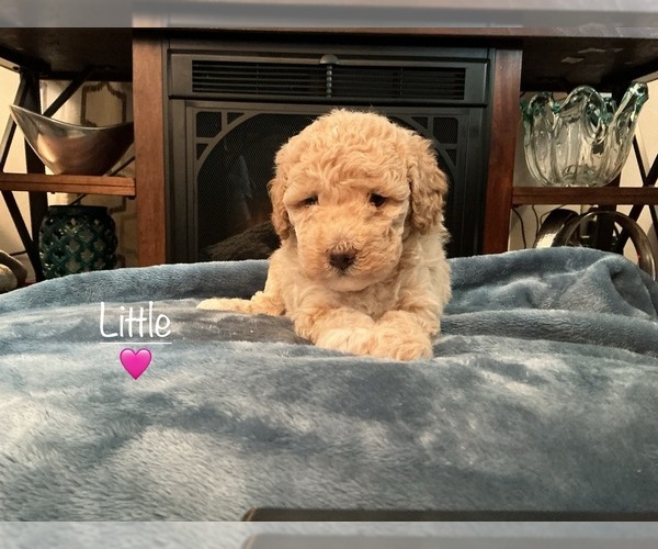 Medium Photo #5 Goldendoodle (Miniature) Puppy For Sale in KEWASKUM, WI, USA