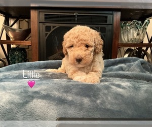 Medium Goldendoodle (Miniature)