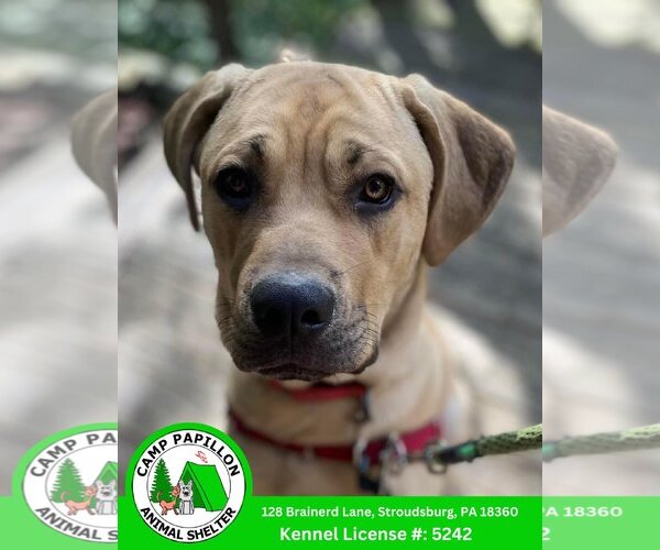 Medium Photo #4 Mutt Puppy For Sale in Stroudsburg, PA, USA