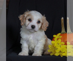 Small Photo #4 Cavachon Puppy For Sale in NARVON, PA, USA