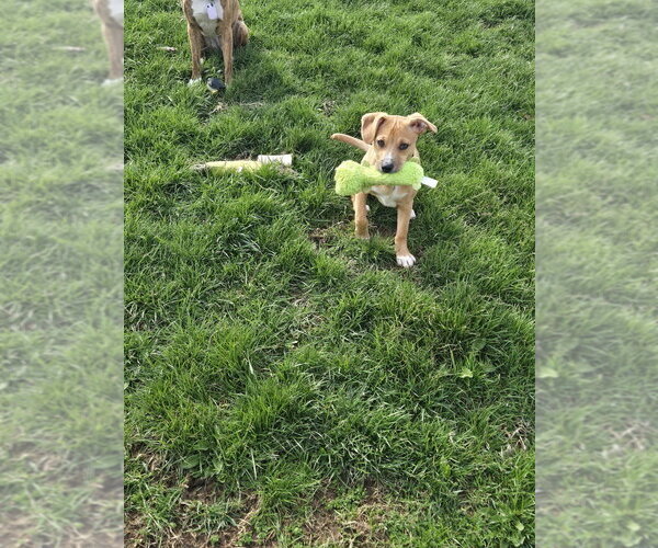Medium Photo #3 Australian Shepherd-Unknown Mix Puppy For Sale in Springdale, PA, USA