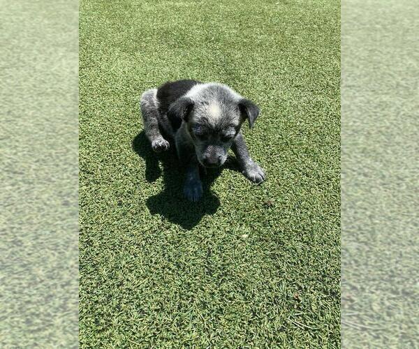 Medium Photo #4 Australian Cattle Dog Puppy For Sale in BRIGGSDALE, CO, USA