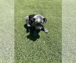 Small #3 Australian Cattle Dog