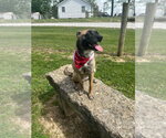 Small #1 Mutt