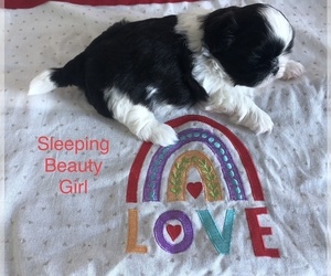 Shih Tzu Puppy for sale in REDINGTN SHOR, FL, USA