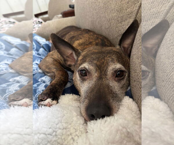 Medium Photo #3 Mutt Puppy For Sale in Oakhurst, NJ, USA