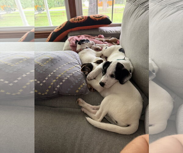 Medium Photo #4 American Pit Bull Terrier-Jack Russell Terrier Mix Puppy For Sale in Oakhurst, NJ, USA