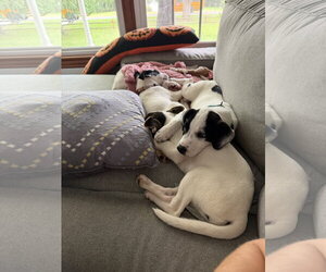 Ray - JRT/Pittie puppies - Male American Pit Bull Terrier-Jack Russell Terrier Mix Dog for Adoption - Photo #4