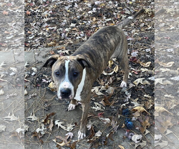 Medium Photo #11 Mutt Puppy For Sale in Holly Springs, NC, USA