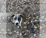 Small #10 Mutt