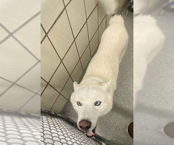 Medium Photo #1 Siberian Husky Puppy For Sale in Pasadena, TX, USA