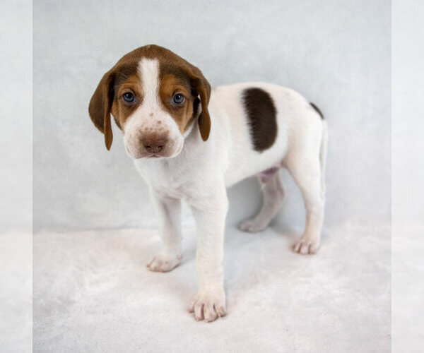 Medium Photo #6 Mutt Puppy For Sale in Kennesaw, GA, USA