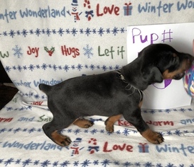 Doberman Pinscher Puppy for sale in OVERGAARD, AZ, USA