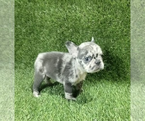 French Bulldog Puppy for sale in DENVER, CO, USA