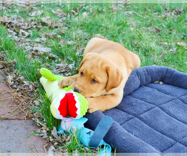 Medium Photo #4 Labrador Retriever Puppy For Sale in SYRACUSE, IN, USA