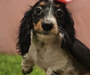 Dachshund Puppy for sale in STUART, FL, USA