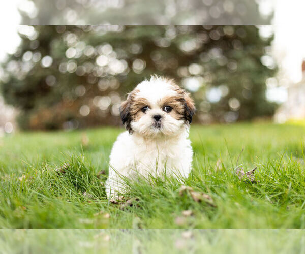 Medium Photo #1 Shih Tzu Puppy For Sale in WARSAW, IN, USA