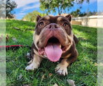 LA CHONA - Female French Bulldog-Unknown Mix Dog for Adoption - Small photo