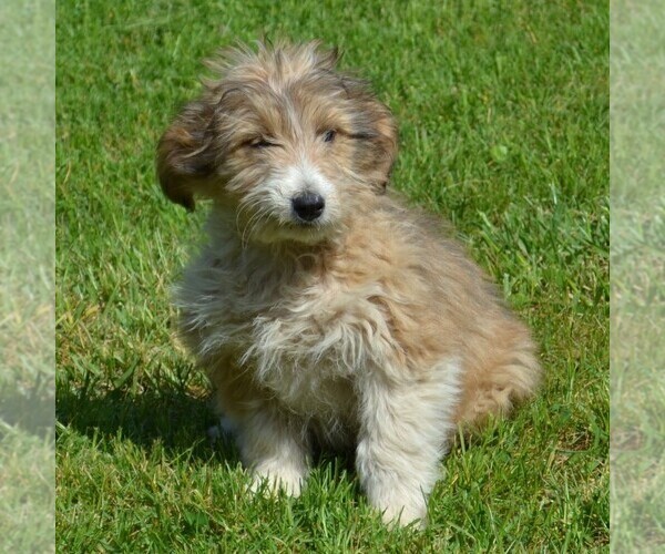 Medium Photo #5 Sheltidoodle Puppy For Sale in SHIPPENSBURG, PA, USA