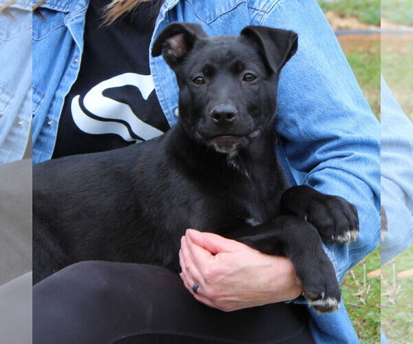 Medium Photo #2 Mutt Puppy For Sale in Prattville, AL, USA