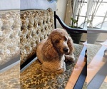 Small #12 Goldendoodle