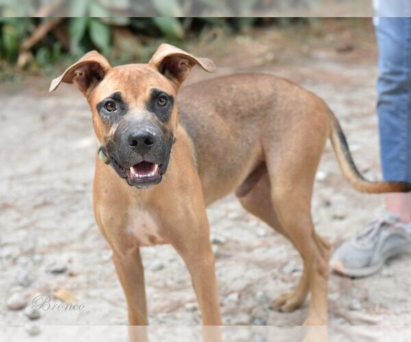 Medium Photo #2 Mutt Puppy For Sale in Brewster, NY, USA