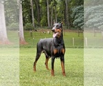 Small #3 Doberman Pinscher