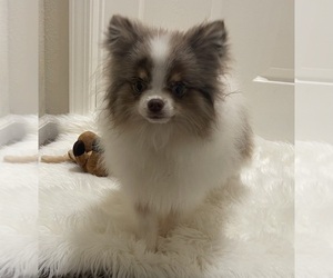Pomeranian Puppy for sale in VACAVILLE, CA, USA