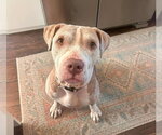 Small #14 American Staffordshire Terrier Mix