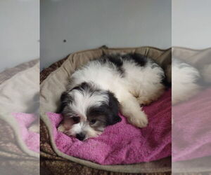 Zuchon Puppy for sale in MOUNT PLEASANT, MI, USA