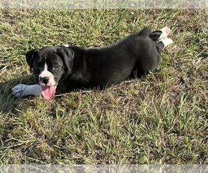 Boxer Dog for Adoption in GUTHRIE, Oklahoma USA