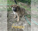 Small Photo #6 German Shepherd Dog Puppy For Sale in SPARTANBURG, SC, USA