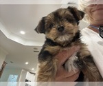 Small #1 Yorkshire Terrier