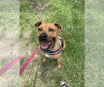Small #9 Black Mouth Cur Mix