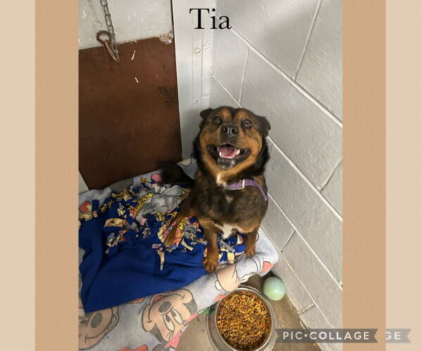 Medium Photo #1 Mutt Puppy For Sale in Kewanee, IL, USA