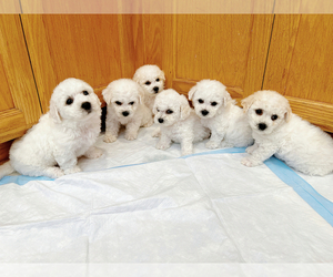 Bichon Frise Litter for sale in SAN JOSE, CA, USA